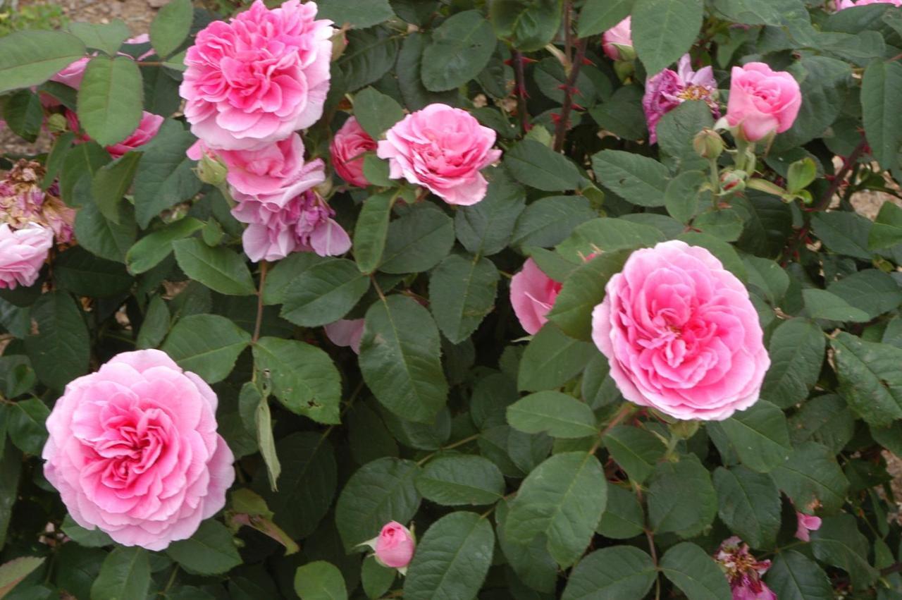 Annville Inn Bed & Breakfast 외부 사진